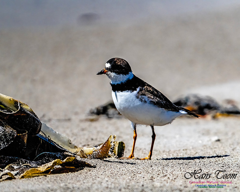 Shorebird Melee 138