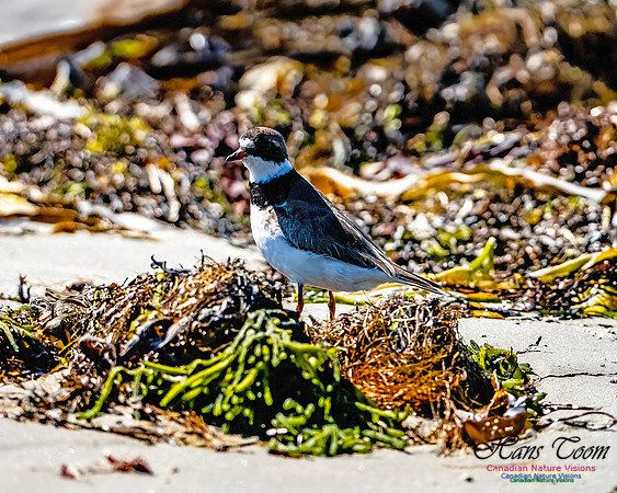 Shorebird Melee 135