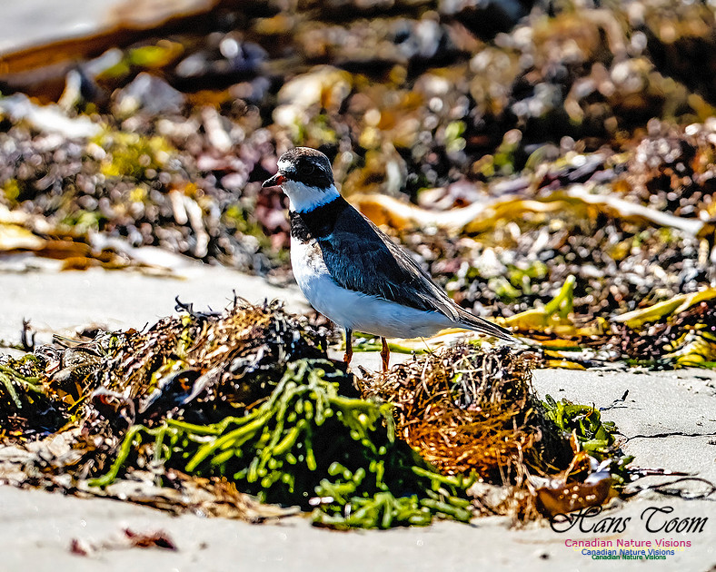 Shorebird Melee 135