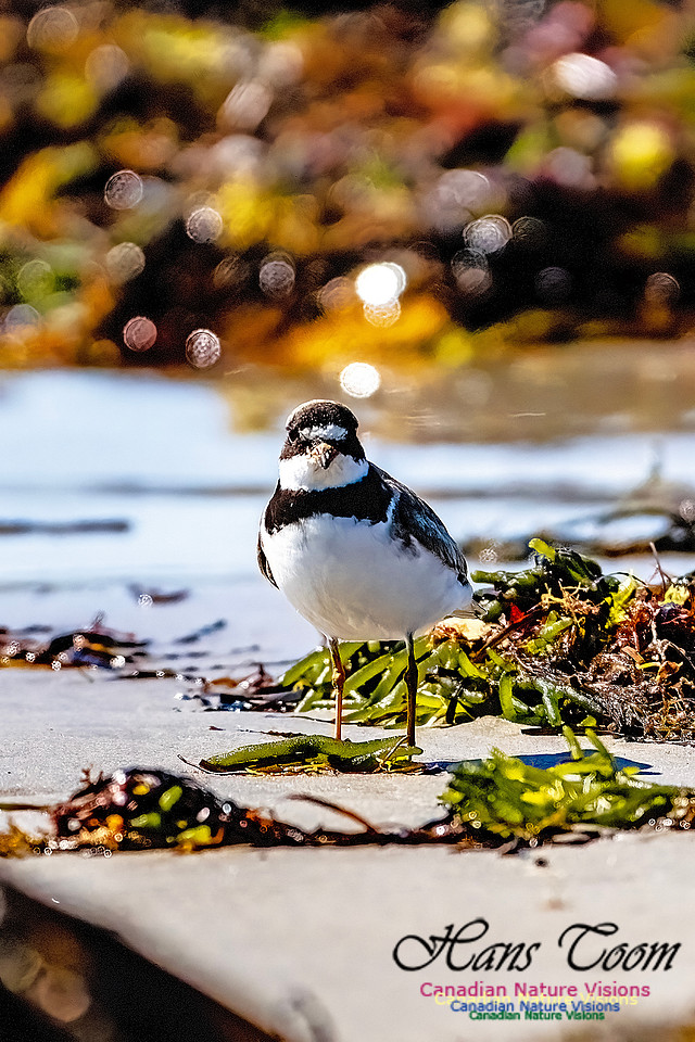 Shorebird Melee 139