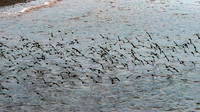 Shorebird Melee