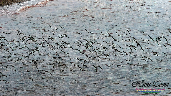 Shorebird Melee 100