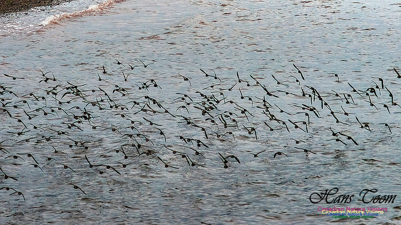 Shorebird Melee 100