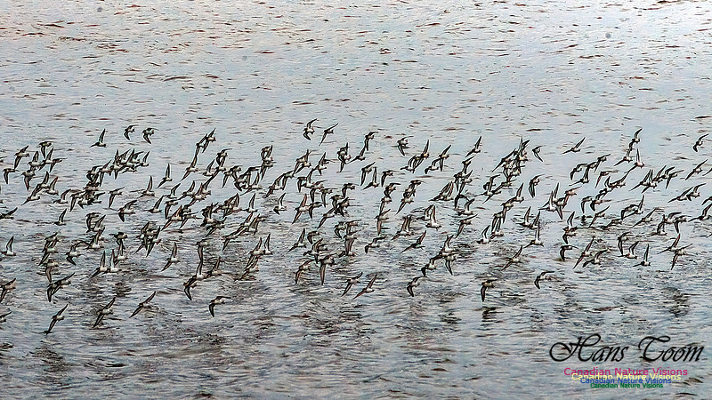 Shorebird Melee 101