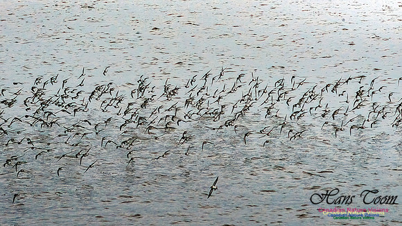 Shorebird Melee 102
