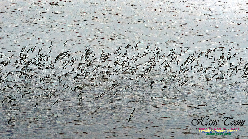 Shorebird Melee 102