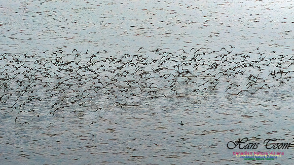 Shorebird Melee 103