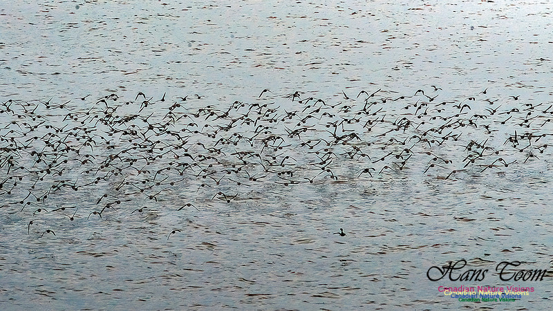 Shorebird Melee 103