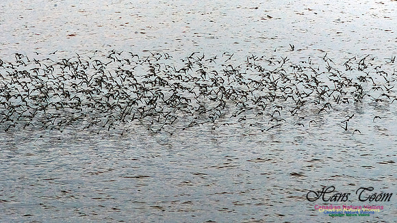 Shorebird Melee 104