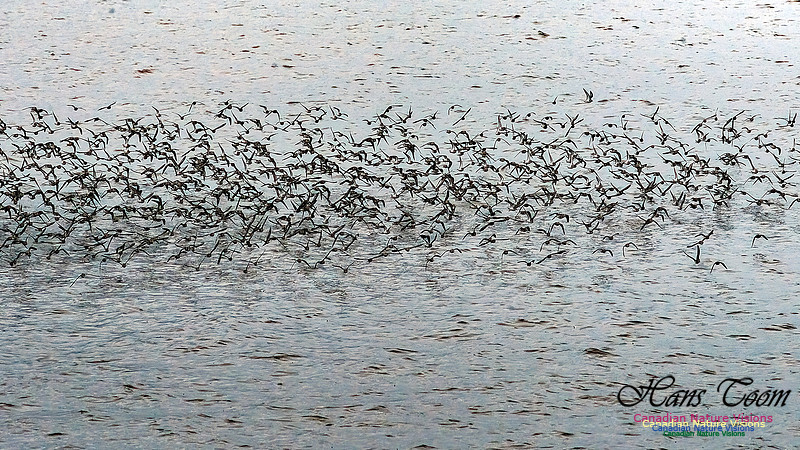 Shorebird Melee 104