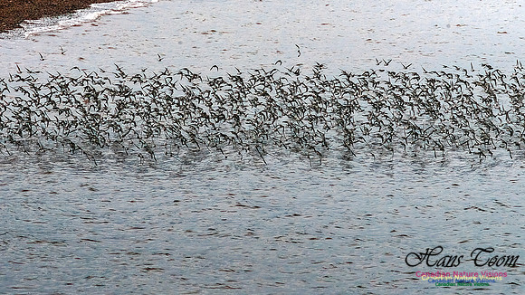 Shorebird Melee 105