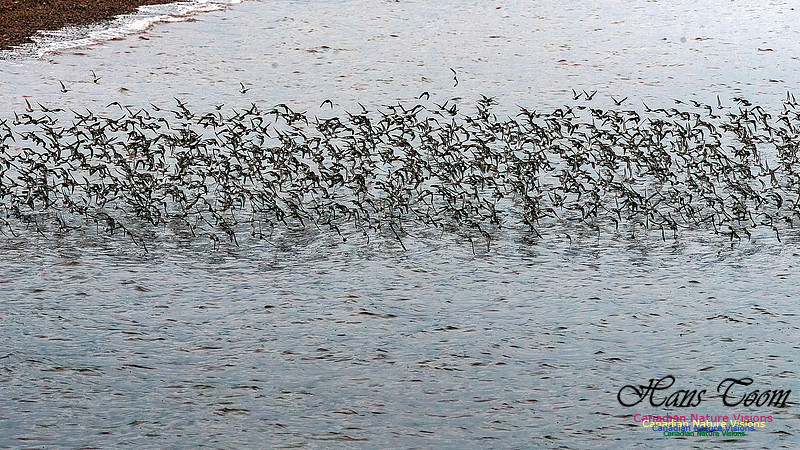 Shorebird Melee 105