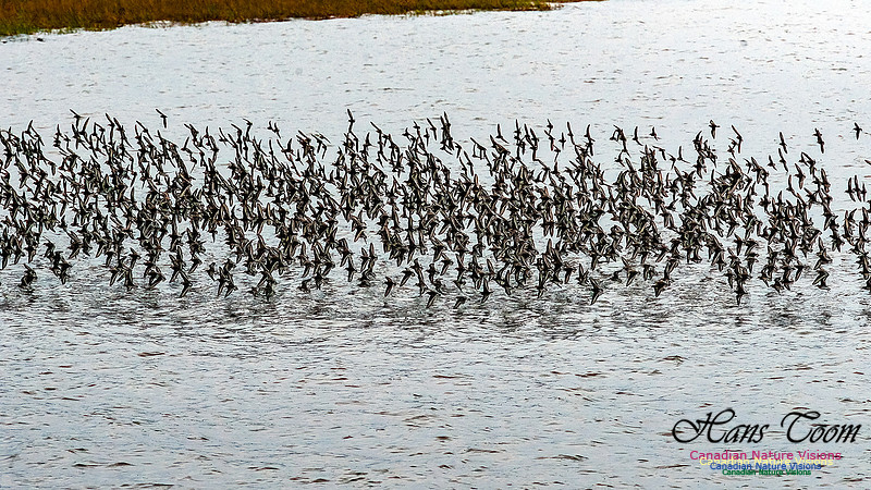 Shorebird Melee 106