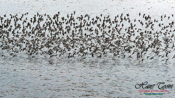 Shorebird Melee 107