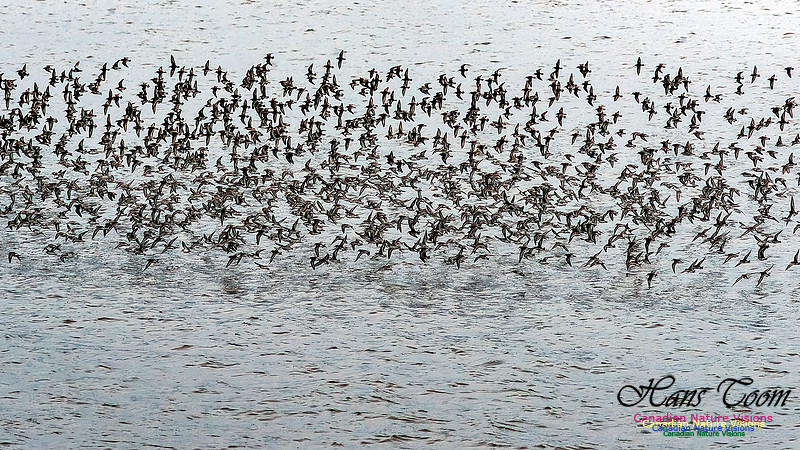 Shorebird Melee 107