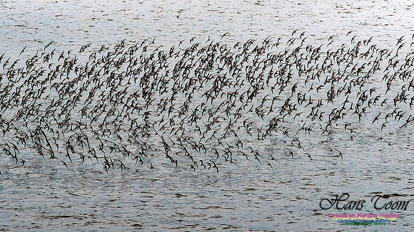 Shorebird Melee 108