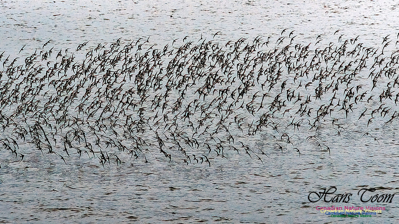 Shorebird Melee 108
