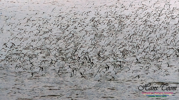 Shorebird Melee 109