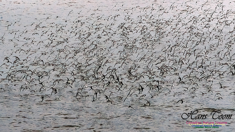 Shorebird Melee 109