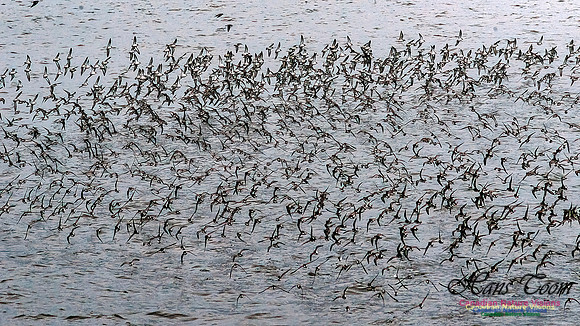 Shorebird Melee 110