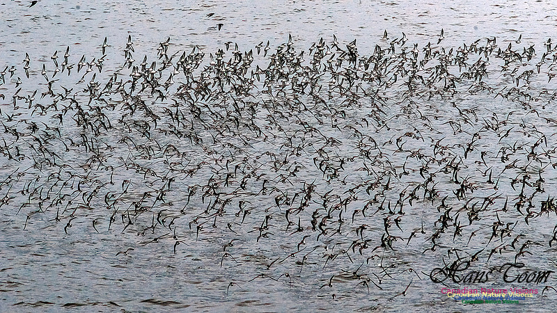Shorebird Melee 110