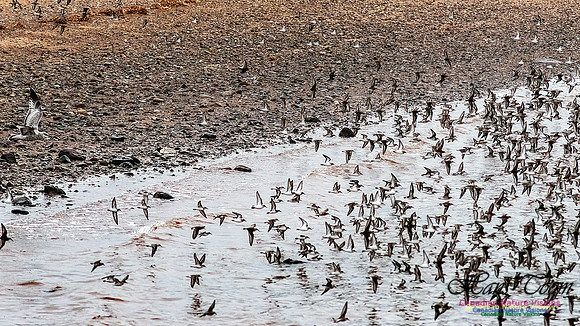 Shorebird Melee 111