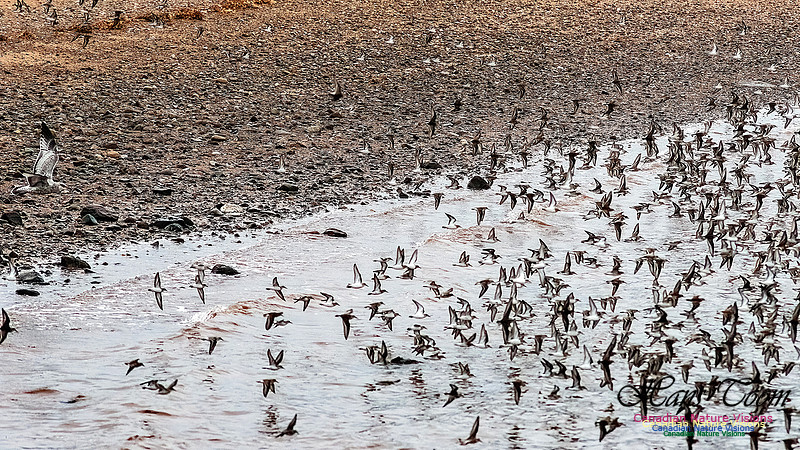 Shorebird Melee 111