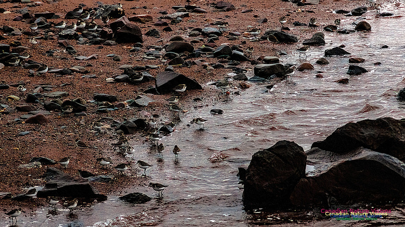 Shorebird Melee 112