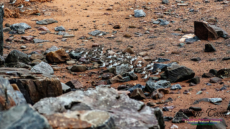 Shorebird Melee 113