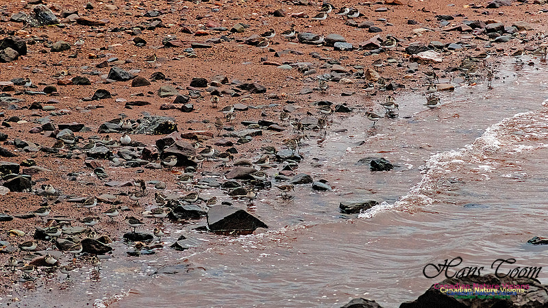 Shorebird Melee 114