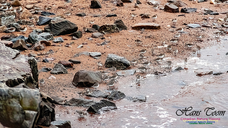 Shorebird Melee 115
