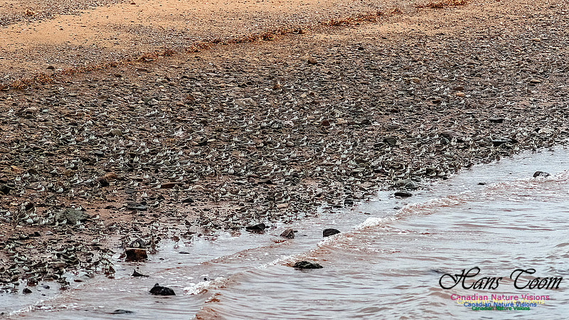 Shorebird Melee 116