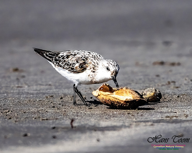 Shorebird Melee 117