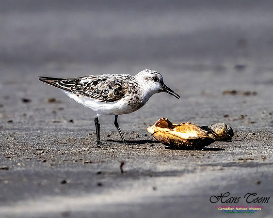 Shorebird Melee 118