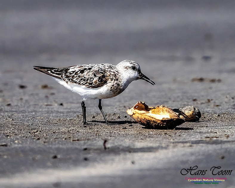 Shorebird Melee 118