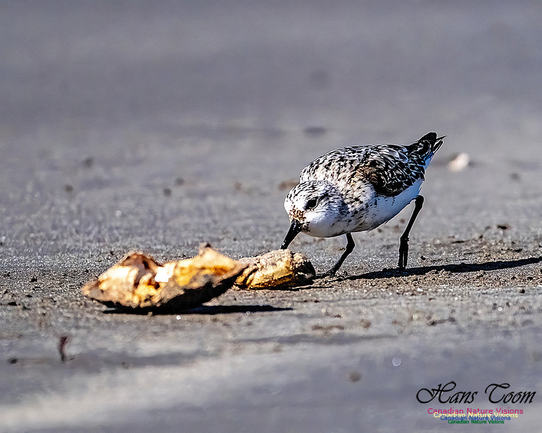 Shorebird Melee 119