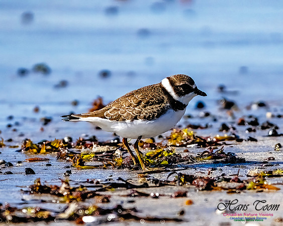 Shorebird Melee 120