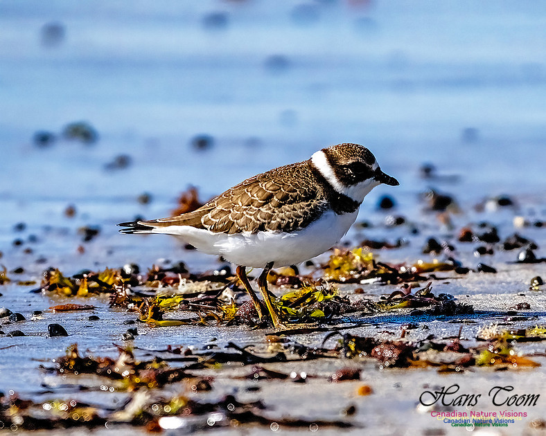 Shorebird Melee 120