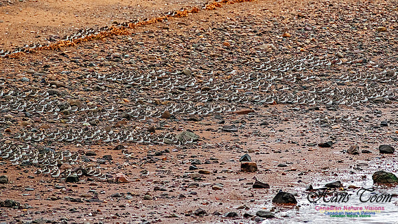 Shorebird Melee 121