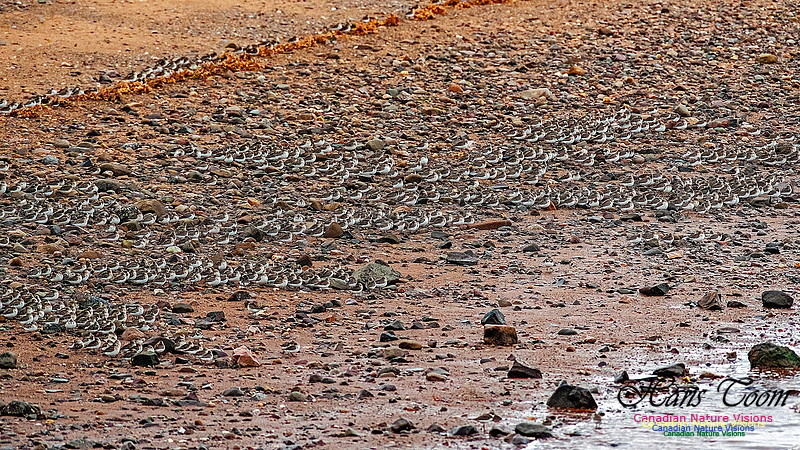 Shorebird Melee 121
