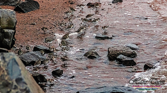 Shorebird Melee 122