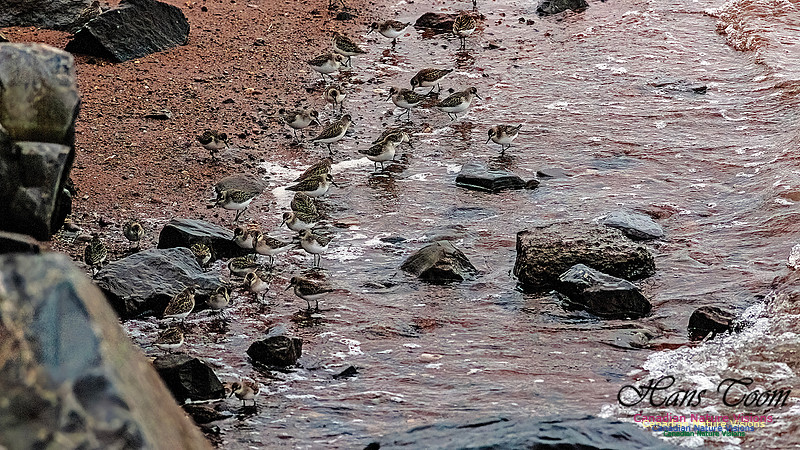 Shorebird Melee 122