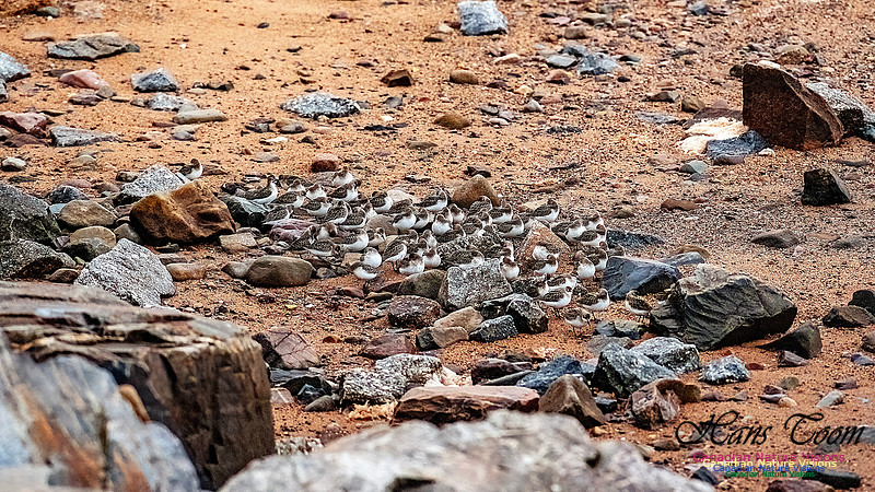 Shorebird Melee 123