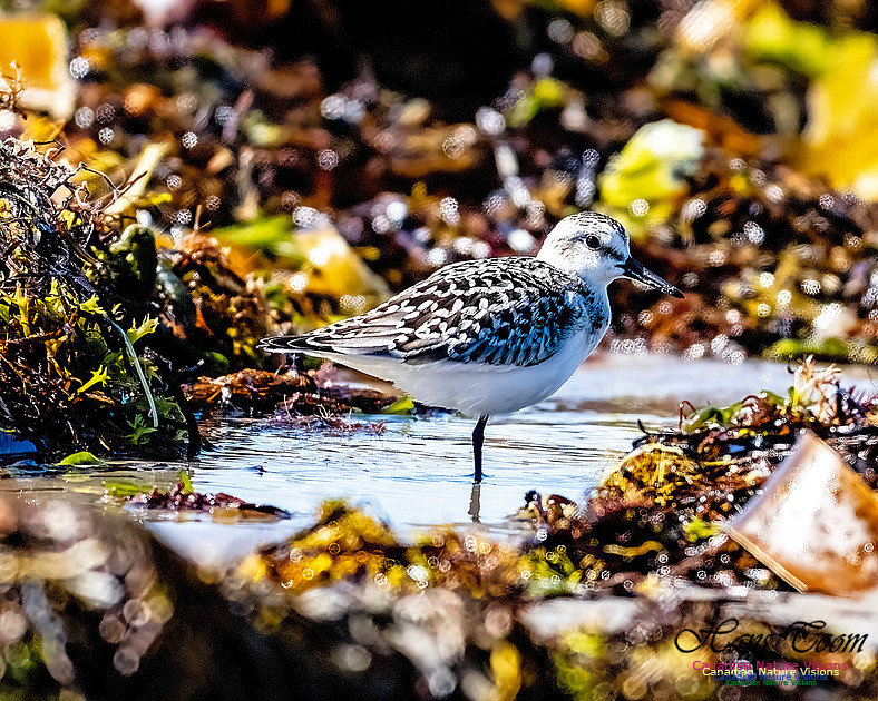 Shorebird Melee 124
