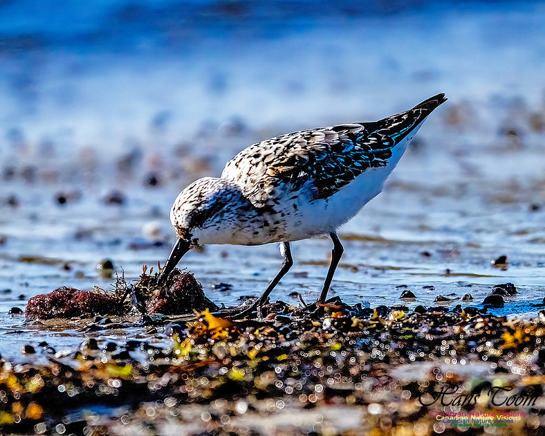 Shorebird Melee 125