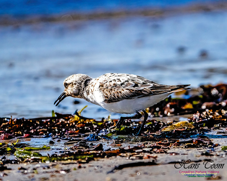 Shorebird Melee 126