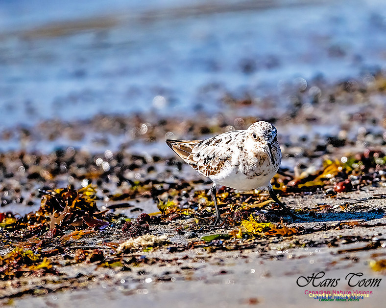 Shorebird Melee 127