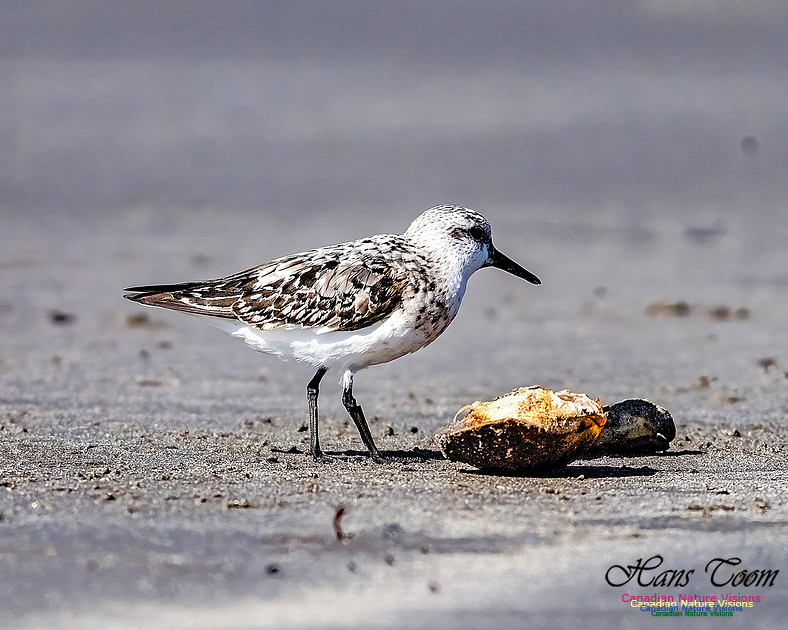 Shorebird Melee 128