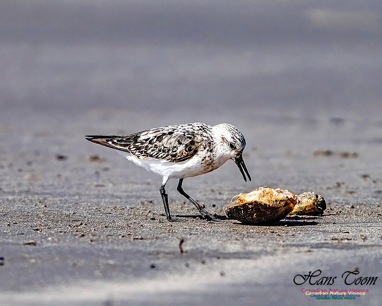 Shorebird Melee 129