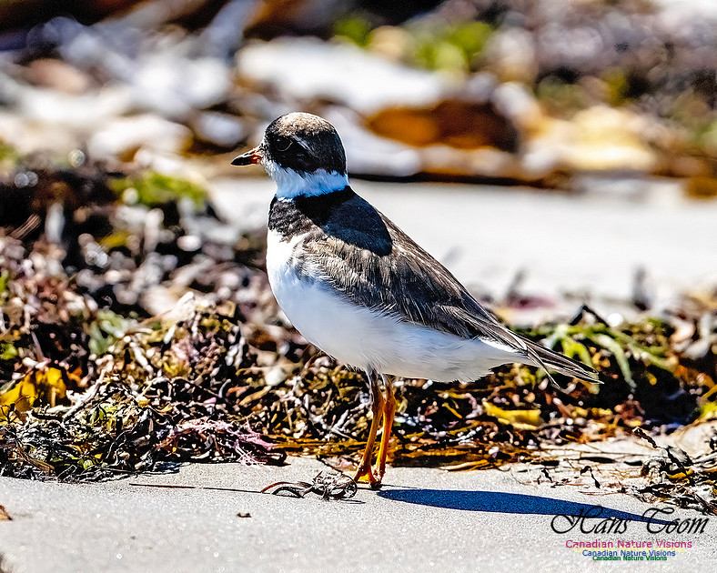 Shorebird Melee 130